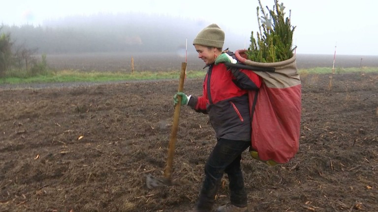 Pénurie d'épicéas en vue. Les propriétaires privés incités à replanter