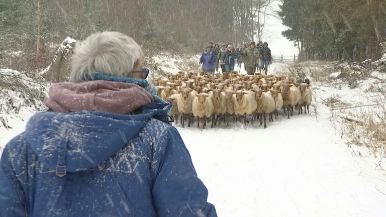 Fraiture : transhumance des moutons ardennais roux