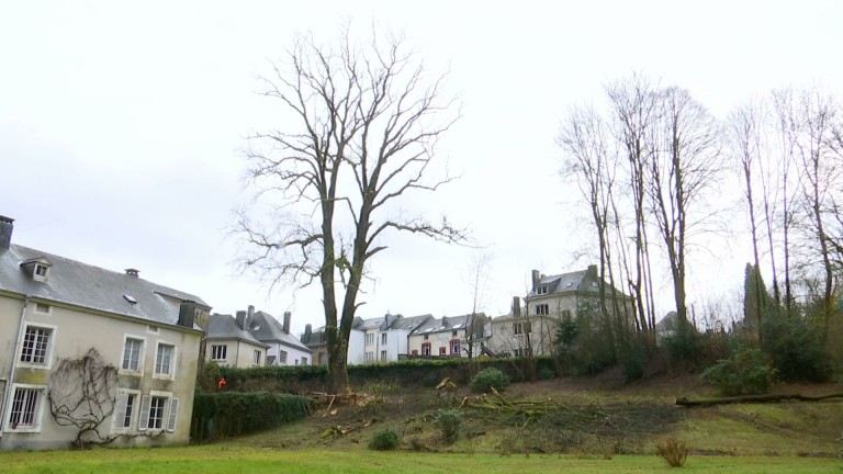 Regardez l'abattage impressionnant d'un arbre à Bouillon