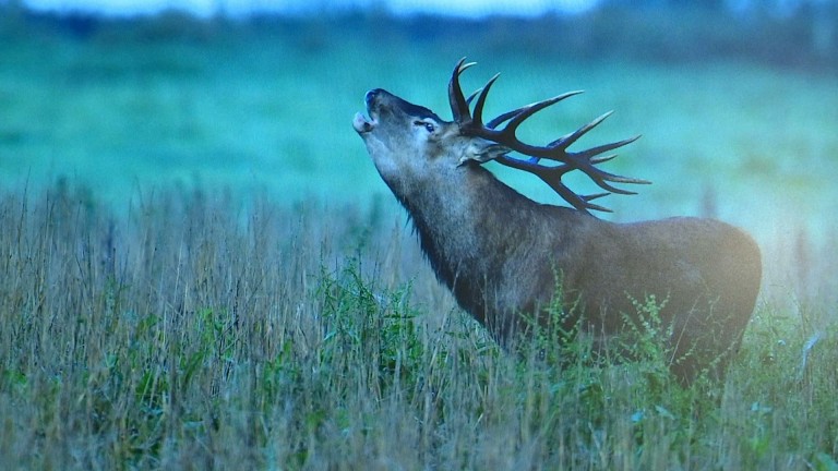 Disparition des cerfs dans l'Almache? Pour Maurice Wuidar, on tire trop de cervidés