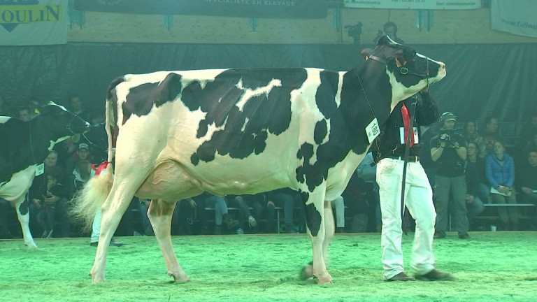 Libramont: les laitières impressionnent à la nuit de la Holstein