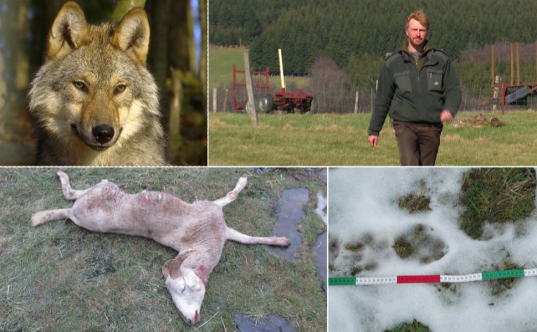 Le loup est-il de retour en Ardenne ?