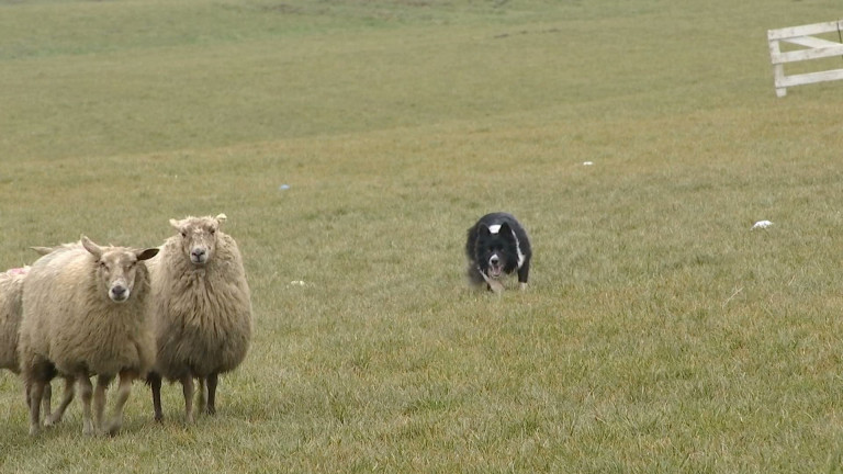 Une Irlandaise derrière le concours de chien de berger de Vielsalm