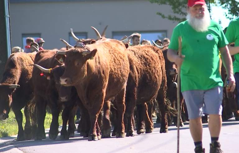 La transhumance de Metzert attire les foules