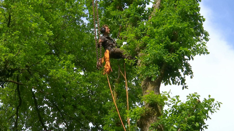 Poupehan : Un abattage spectaculaire au camping d'Houlifontaine