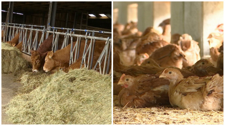 Un tiers des fermes bio wallonnes sont situées en province de Luxembourg