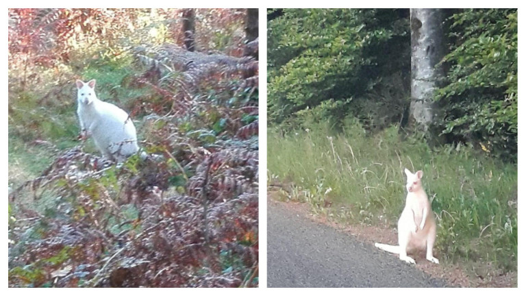 Qui a vu « Wawa », un wallaby d’un an et demi que Louise a pu photographier jeudi? (photo de droite)