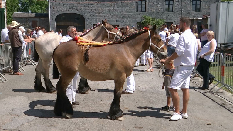 Ambly : plus de 80 chevaux de trait pour le concours