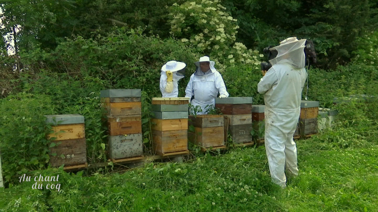 Au Chant du coq : les pollinisateurs