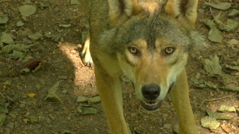 La Roche. Ils ont regardé les loups droit dans les yeux