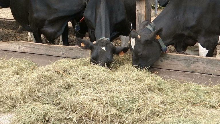 Wallonie: du lait de foin certifié STG