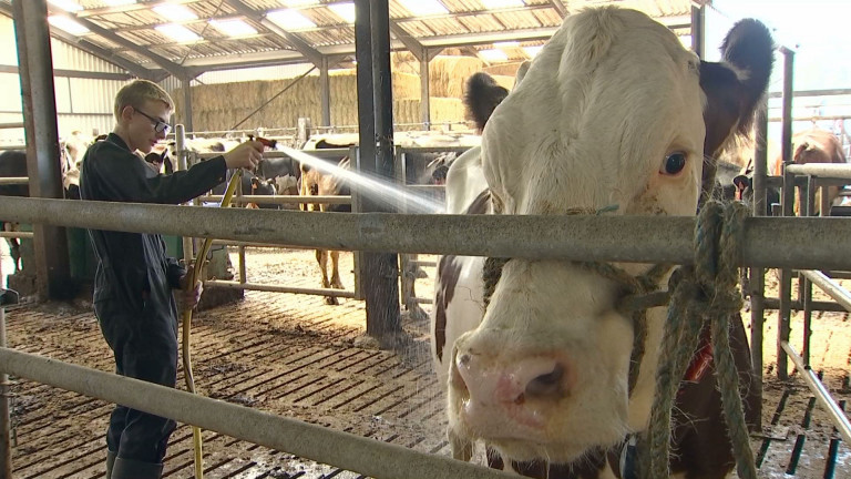 J-1 avant la #Foire2018. Douche et répétition pour "Jouette", jeune génisse de 3 ans