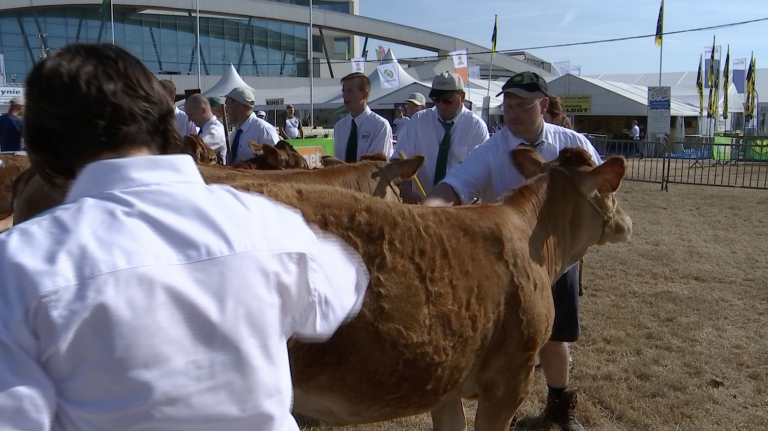Début des concours bovins à la Foire: gros plan sur les limousines belges