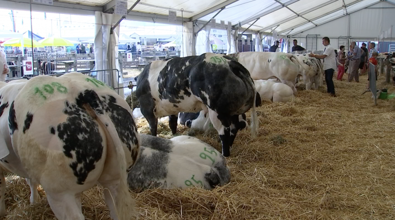 Foire de Libramont : 30e édition du concours Blanc Bleu Belge