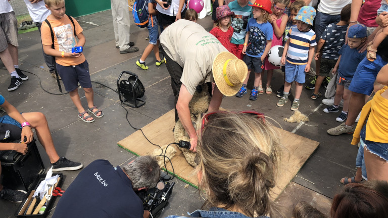 Savez-vous ce qu'est le parage du mouton? Réponse ici!