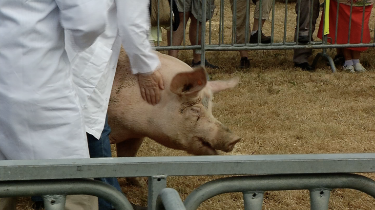 Sur le ring des concours avec les porcs Piétrain