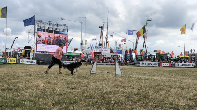 Agility canine et examen clinique gratuit pour vos chiens 