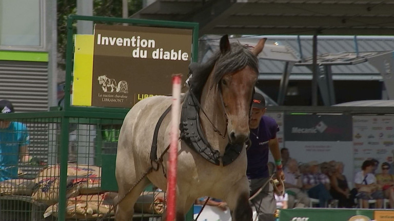 40ème concours de traction chevaline: adresse et précision pour les chevaux et les meneurs