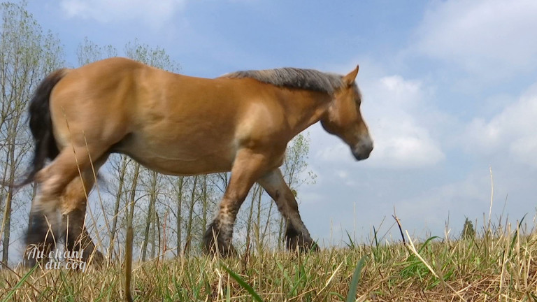 Au Chant du Coq: les chevaux de trait