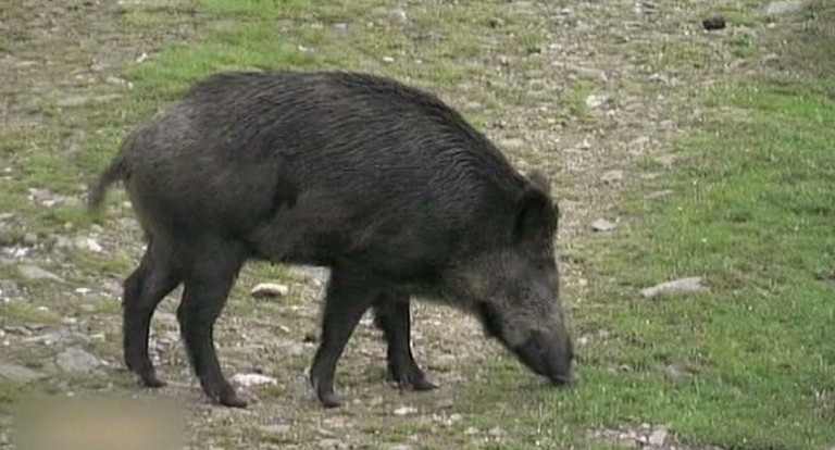 Deux cas de peste porcine africaine (PPA) confirmés en Gaume !