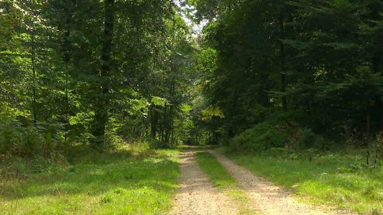 Circulation interdite en forêt gaumaise pendant un mois !