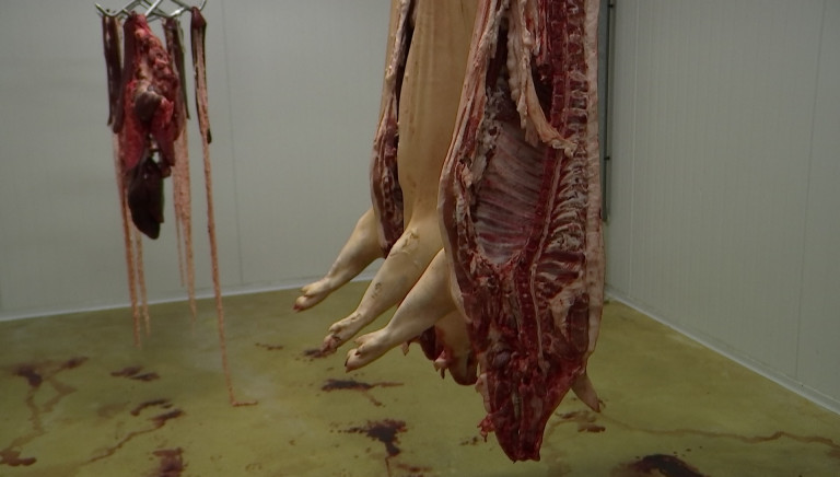 Une centaine de porcs seront abattus jeudi à Virton