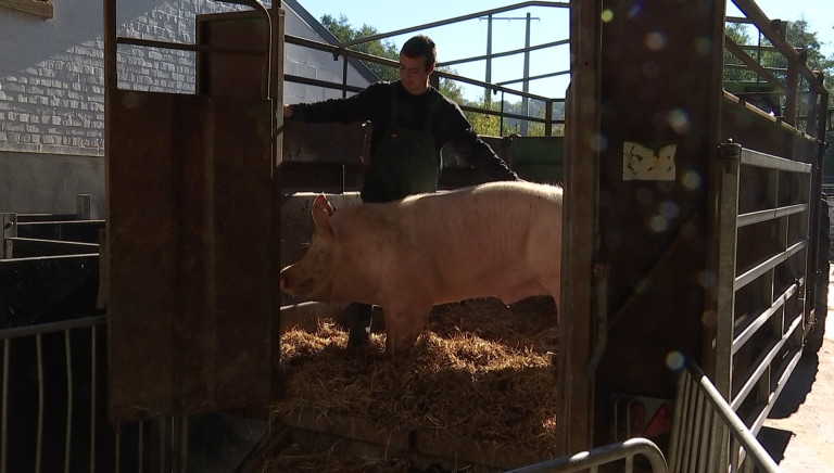 Virton : abattage exceptionnel de porcs à l'abattoir