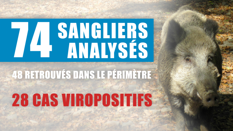 Gaume : 28 sangliers positifs à la peste porcine africaine