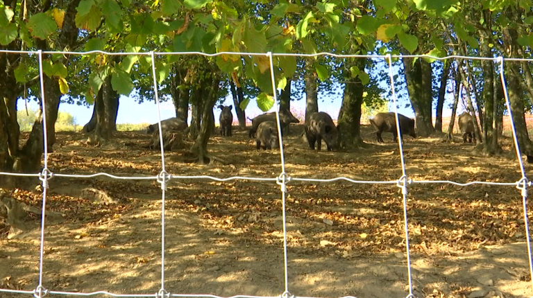 Peste porcine en Gaume. On clôture ce lundi. 