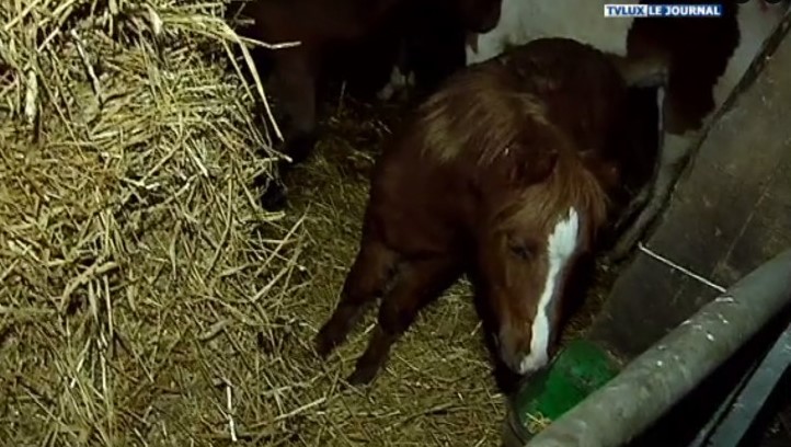 Flamisoul : 18 mois de prison réclamés contre l'éleveur de chevaux