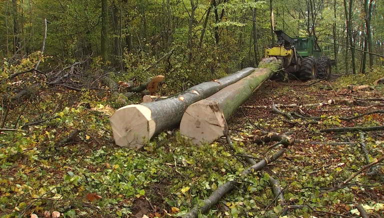 Le secteur forestier très impacté par la peste porcine africaine