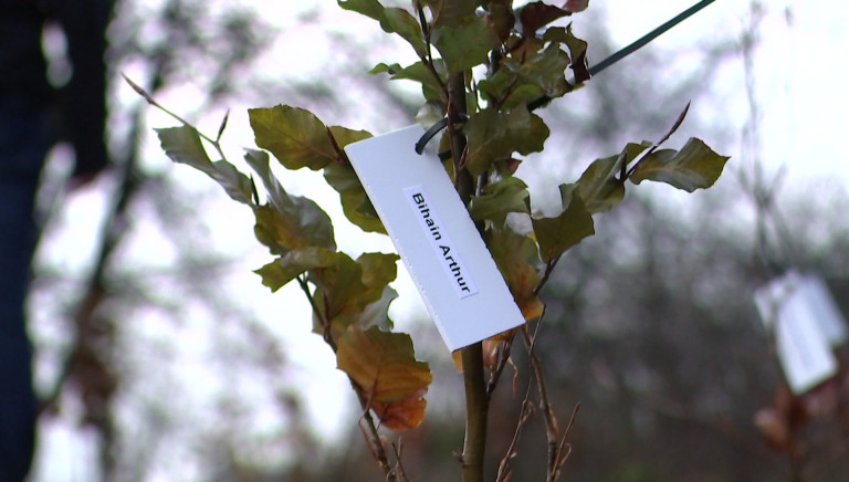 Chaumont. Un hêtre planté pour chaque nouveau-né