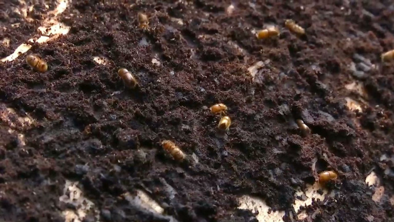 Forêt : les scolytes attaquent les épicéas