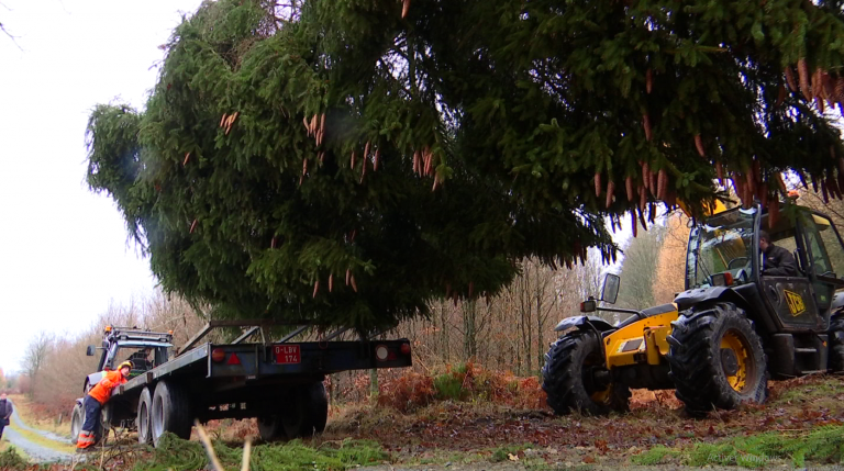 Neufchâteau: un sapin de 17m pour la Grand Place