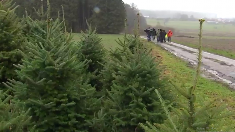 Terre-en-vue dénonce la culture intensive de sapins de Noël