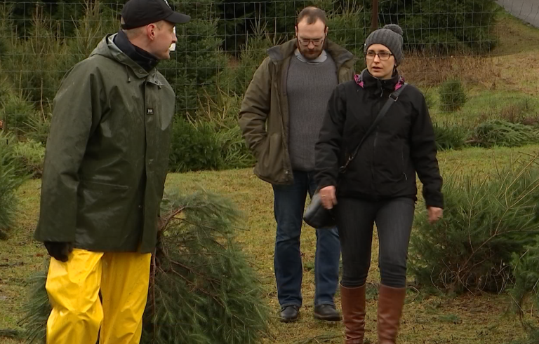 A Guirsch, les clients choisissent leur sapin de Noël chez l'exploitant