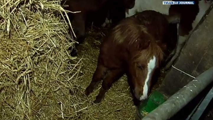 Flamisoul : peine de travail pour l'éleveur de chevaux et le propriétaire des terrains