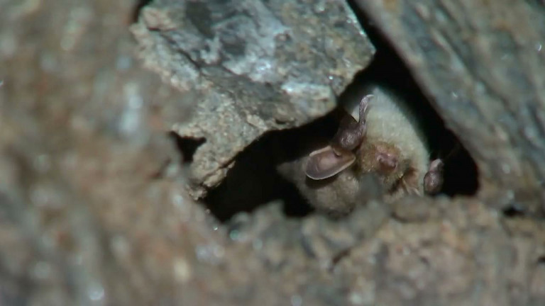 Bouillon : des chauves-souris au château