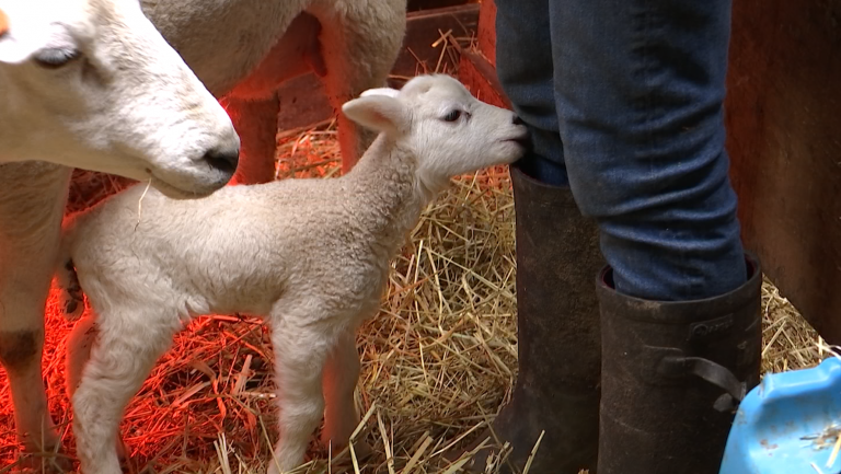 Naissance exceptionnelle de six agneaux à Juseret