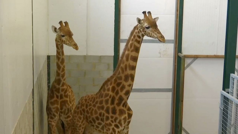 Bouillon : Osei et Onong, les deux nouveaux locataires du parc animalier