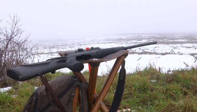 Peste porcine africaine. Battue de destruction, samedi, avec les chasseurs belges