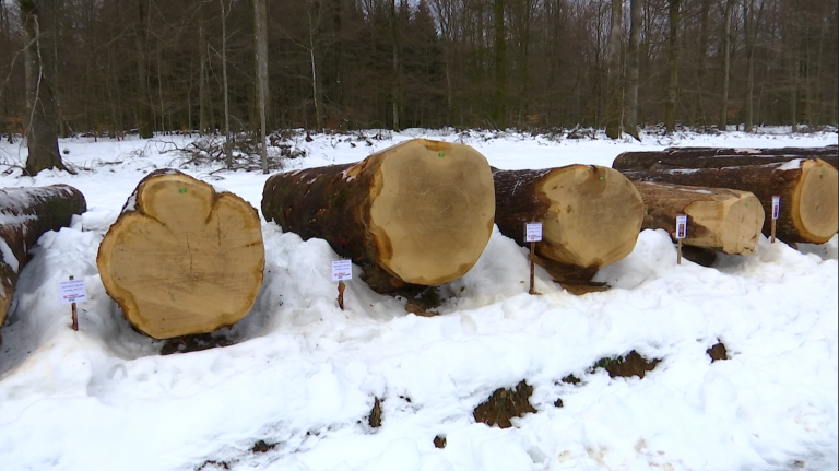 La Wallonie inaugure son premier parc à grumes à Tenneville