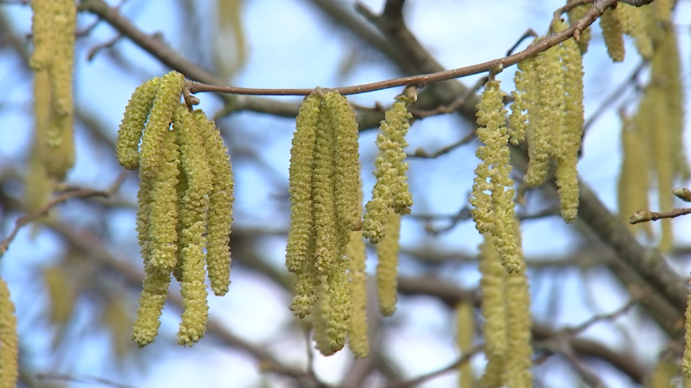 Allergies : forte concentration de pollen de noisetier