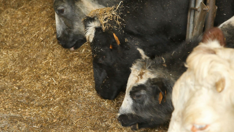 Our : la maladie de la langue bleue détectée sur 2 bovins