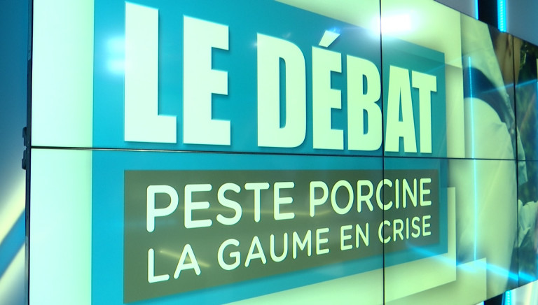 Peste Porcine Africaine. Extraits du Débat. "On nous tue"