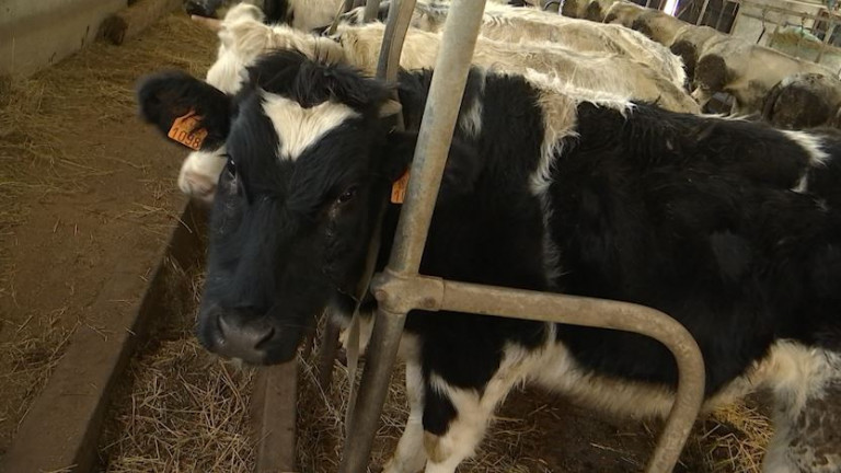 Maladie de la langue bleue. La Belgique placée en zone réglementée