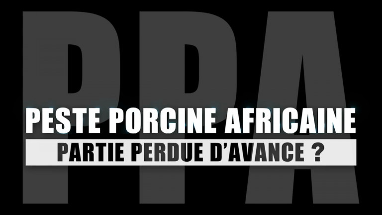 PPA : Peste Porcine Africaine. Partie Perdue d’Avance ? 