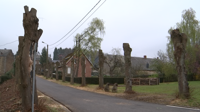 Nassogne. Des habitants outrés par l'élagage de tilleuls