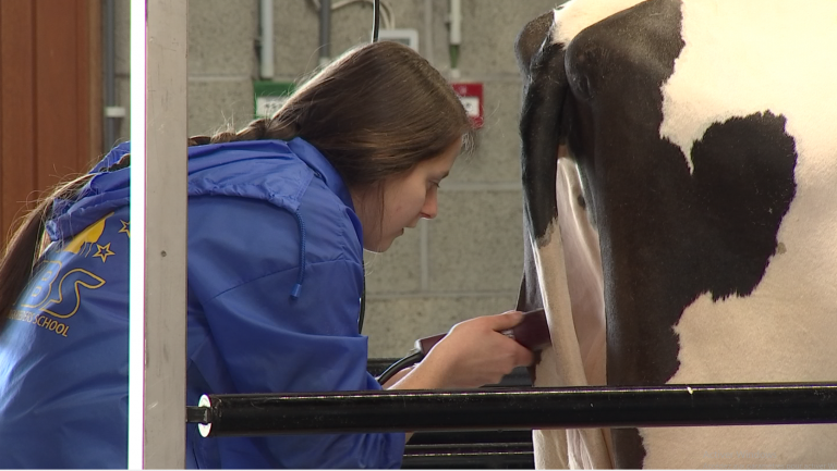 Libramont : la crème des vaches laitières pour le concours Holstein