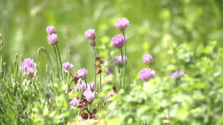 Tintigny. Le parc naturel de Gaume a ouvert ses jardins